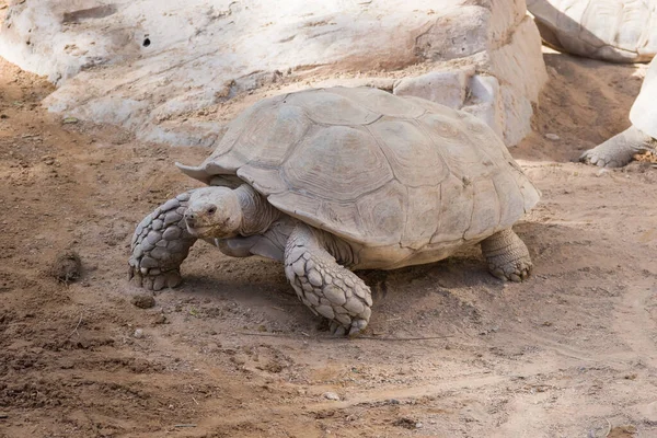 Giant Tortoise Chelonoidis Nigra Walks Desert — Stock Photo, Image