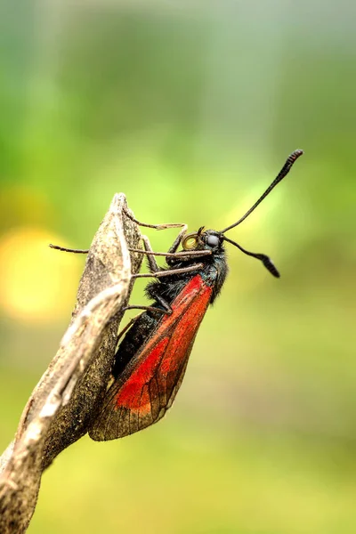 Κόκκινη Πεταλούδα Στην Κορυφή Του Ξύλου — Φωτογραφία Αρχείου