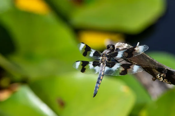 蜻蜓昆虫在自然界中 虫子的生命 — 图库照片