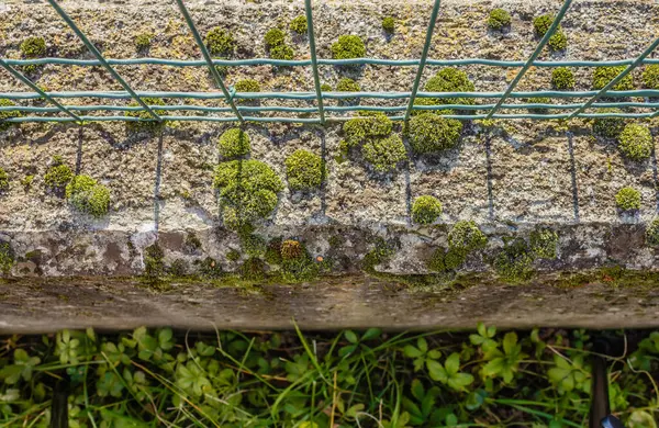 Close Low Wall Moss — Stock Photo, Image