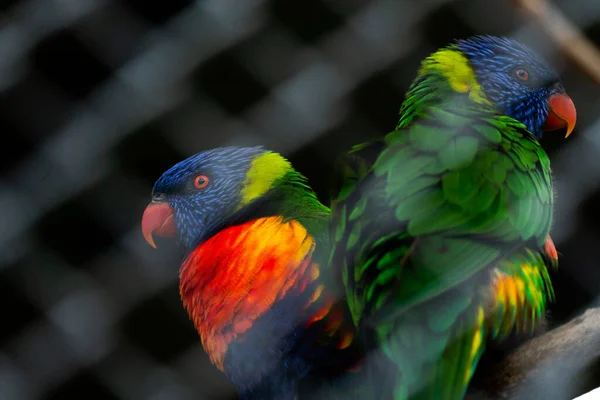 Hayvanat Bahçesinin Arka Planında Renkli Papağanlar Var — Stok fotoğraf