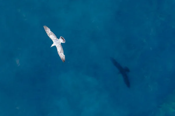 北海の緑の水の上を飛んで彼の影を持つカモメのダウンビュー — ストック写真