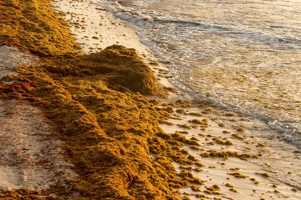 Patches Sargassum Seaweed Tulum Beach Mexico — Stock Photo, Image
