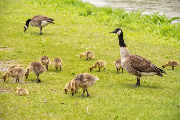 Adult Canadian Goose Looking Many Goslings — Stock Photo, Image