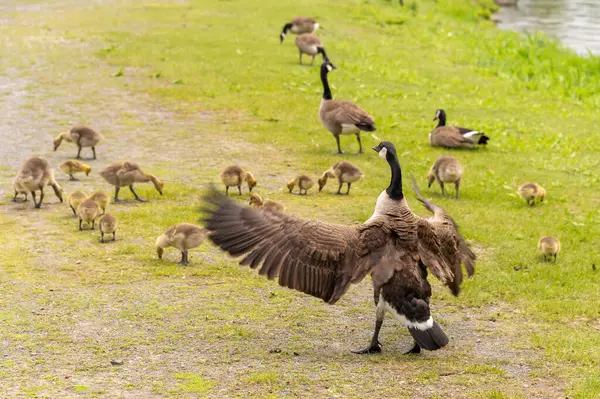 Adult Canadian Geese Looking Many Goslings — Stock Photo, Image