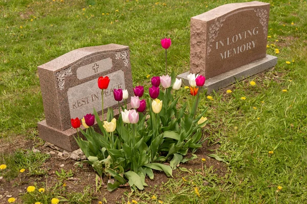 Lápidas Cementerio Con Tulipanes — Foto de Stock