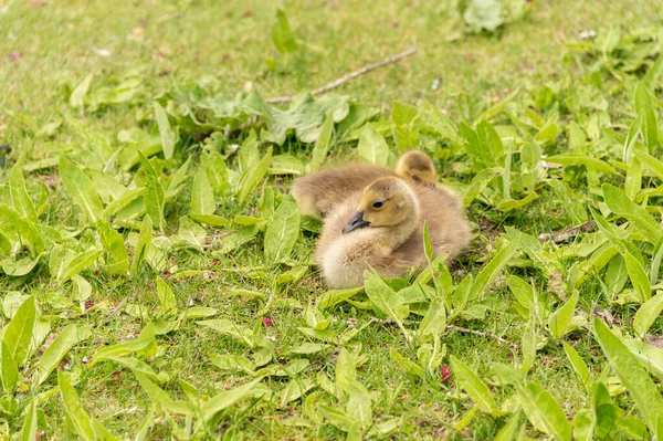 Füvön Nyugvó Kanadai Goslingok — Stock Fotó