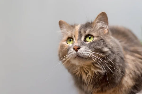 卡利科猫俯瞰灰色背景 — 图库照片