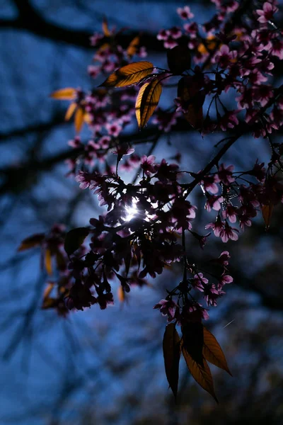 Schöne Kirschblüte Oder Sakura Blume Auf Naturhintergrund — Stockfoto