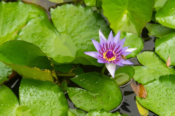 Μωβ Νυμφαία Water Lily Όμορφο Φόντο Λουλουδιών — Φωτογραφία Αρχείου