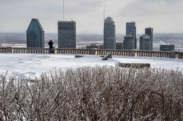 Montrealska Panorama Zimą Krzakami Pokrytymi Lodem — Zdjęcie stockowe