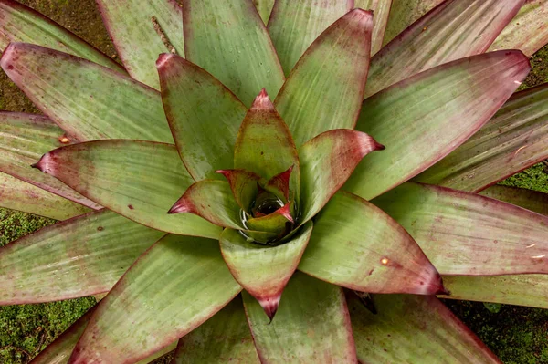Bromeliad Plant Outdoor Garden — стоковое фото