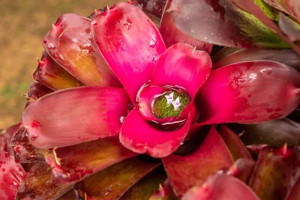 Bromeliad Растение Открытом Саду — стоковое фото