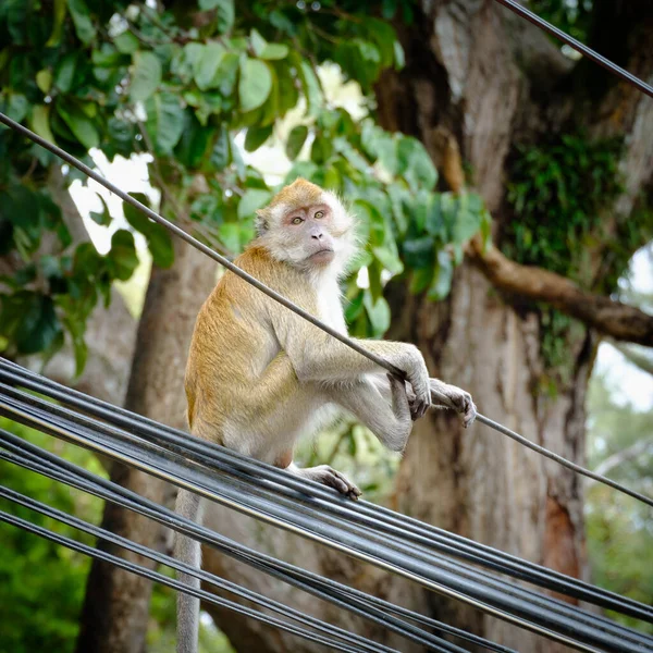 Retrato Animal Macaco — Fotografia de Stock