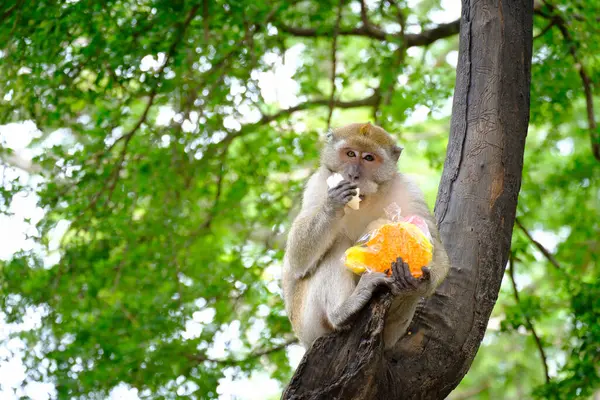 Beautiful Scenic View Monkeys — Stock Photo, Image