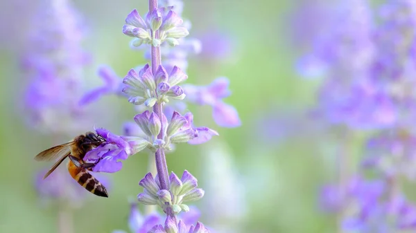 Nahaufnahme Der Biene Auf Lavendelblüte — Stockfoto