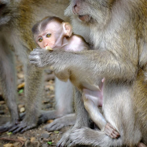 Portrait Monkeys Family — Stock Photo, Image