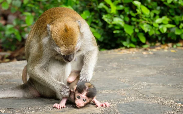 Monkey Mother Baby Outdoors — Stock Photo, Image
