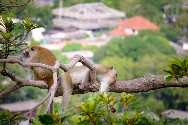 Beautiful Scenic View Monkeys Tree — Stock Photo, Image