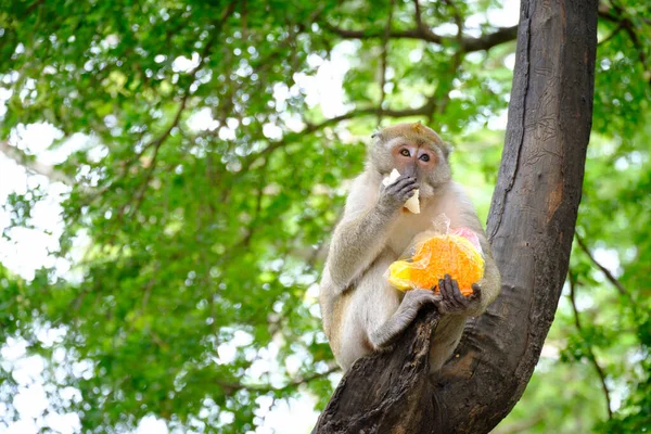 Πορτρέτο Του Ζώου Μαϊμού — Φωτογραφία Αρχείου