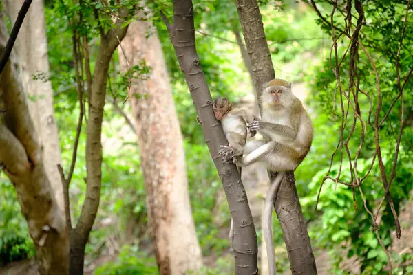 Beautiful Scenic View Monkey Tree — Stock Photo, Image