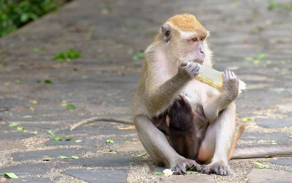 Portrait Monkey Animal — Stock Photo, Image