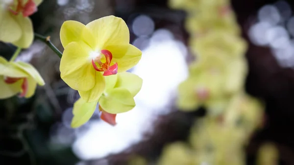 Fiori Del Orchid Fioriscono Petali Floreali Freschi — Foto Stock