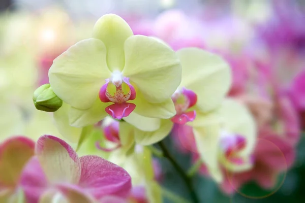 Orchideenblumen Blühen Frische Blütenblätter — Stockfoto