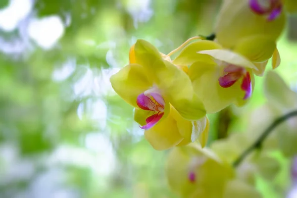 Fleurs Orchidée Fleurissent Pétales Floraux Frais — Photo
