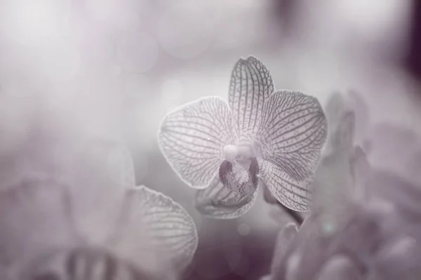 Orchidea Piękne Tło Kwiatowe — Zdjęcie stockowe
