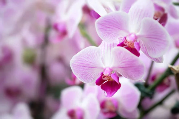 美丽的紫色兰花 紫色花瓣 — 图库照片