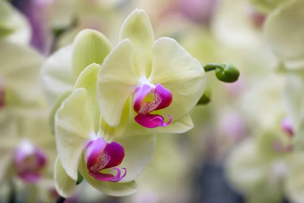Orchidea Bianca Bellissimo Sfondo Floreale — Foto Stock