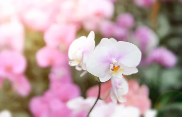 Orchidee Bloemen Bloeien Verse Bloemblaadjes — Stockfoto