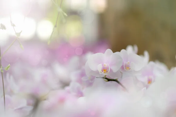 Flores Orchid Florescem Pétalas Florais Frescas — Fotografia de Stock