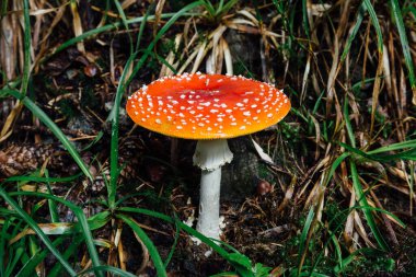 amanita muscaria ya da ormandaki zehirli mantar