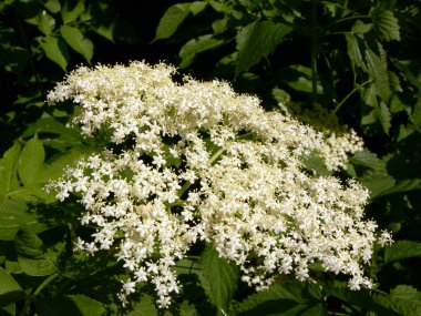 Güzel çiçeklerin güzel manzarasını kapat.