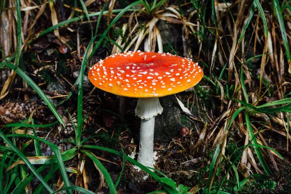 Amanita Muscaria Oder Giftiger Pilz Wald — Stockfoto