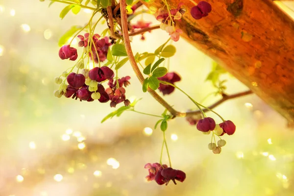 Nahaufnahme Von Schönen Blühenden Blumen — Stockfoto