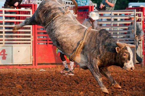 Rodeo bull on arena