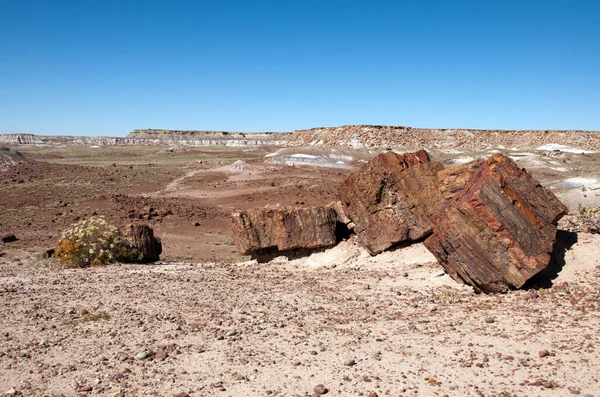 砂漠の浄化された丸太 — ストック写真