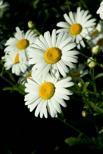 Güzel Çiçeklerin Güzel Manzarasını Kapat — Stok fotoğraf