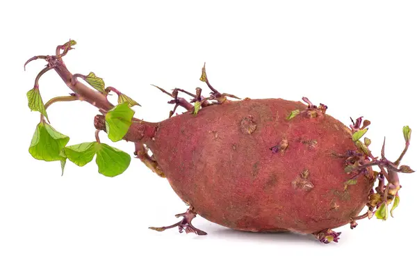 Germinated Sweet Potato White Background — Stock Photo, Image