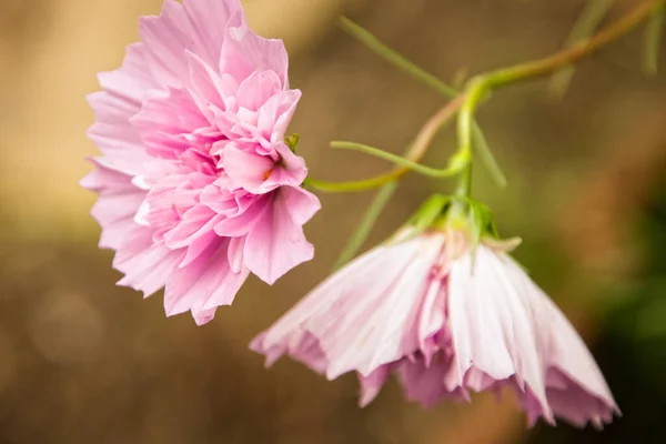 美しいピンクのコスモスの花夏のコンセプト — ストック写真