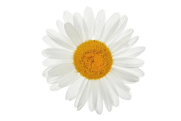 Daisy Flower Close — Stock Photo, Image