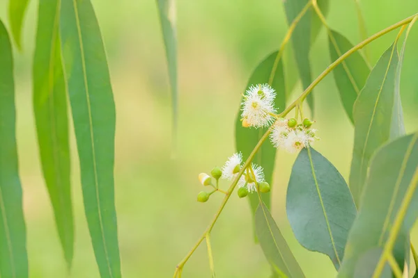 Close View Eucalyptus Leaves — Stock Photo, Image