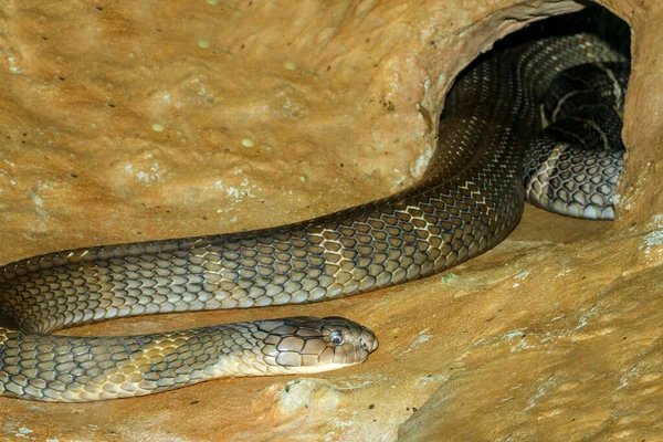 Chiudere Grande Cobra Serpente Grotta Thailandia — Foto Stock