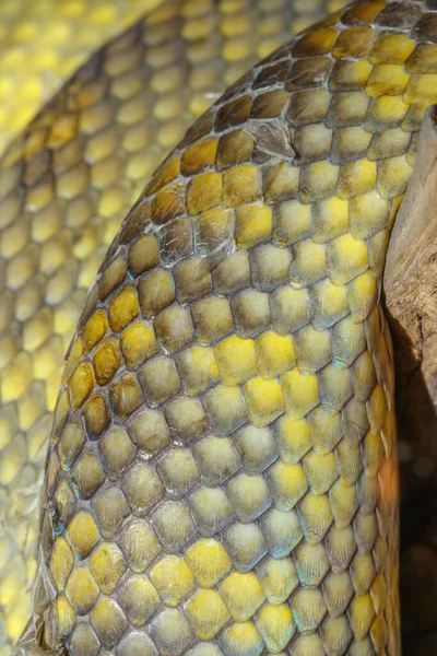 Bliska Moluki Pythona Skóra Węża — Zdjęcie stockowe