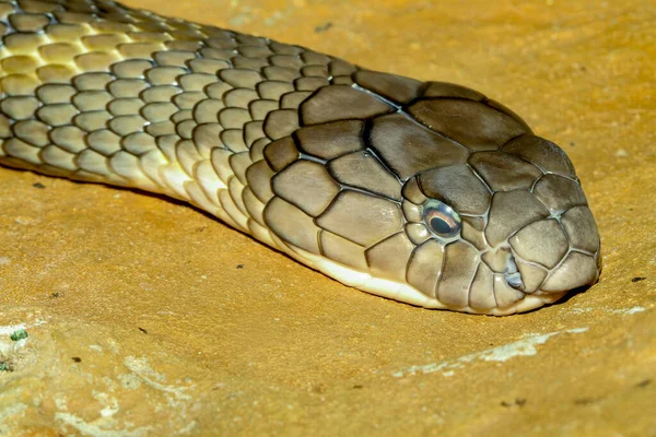 Chiudere Testa Cobra Thailandia — Foto Stock