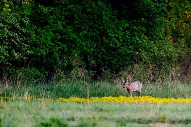 Çiçekler Arasındaki Geyik