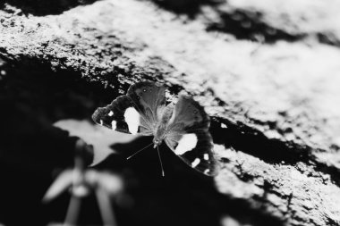 B & W kelebeği yaklaş